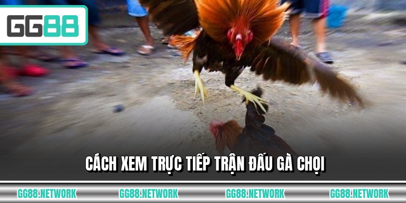 Cách xem trực tiếp trận đấu gà chọi